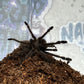 Ornithoctoninae sp Vietnam Highland 1.5 in