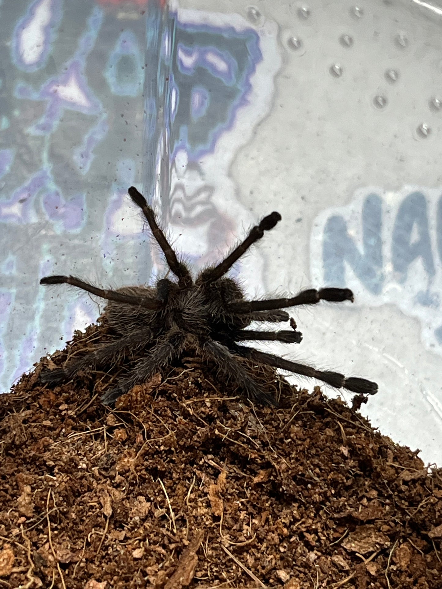 Ornithoctoninae sp Vietnam Highland 1.5 in