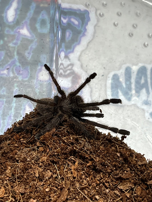 Ornithoctoninae sp Vietnam Highland 1.5 in