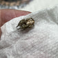 Stegodyphus dufouri .5 in