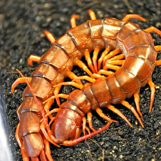 Scolopendra Dehaani (Chinese Beauty Centipede) 5 inch