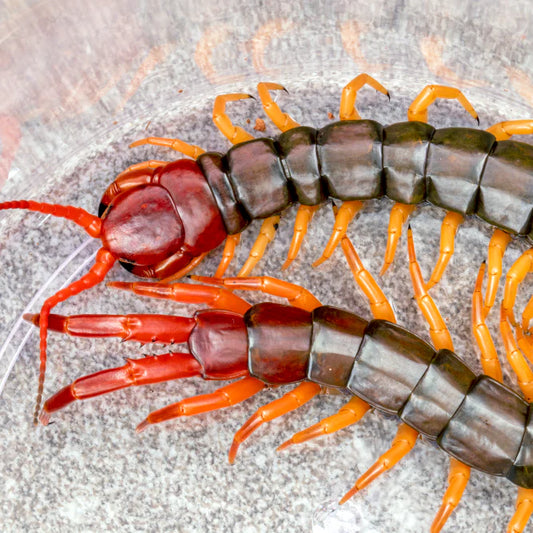 Scolopendra multidens 4 inch