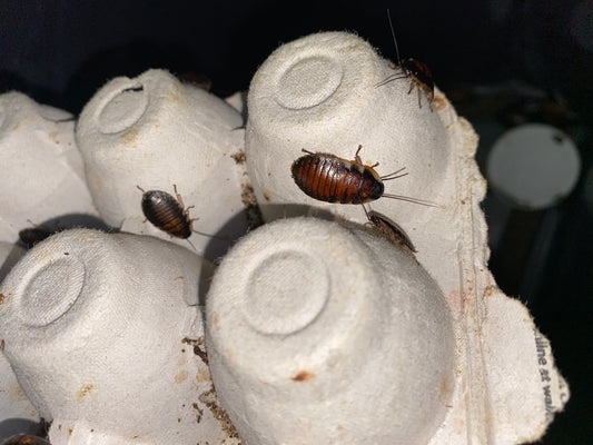 Gromphadorhina Portentosa (Madagascar Hissing Cockroach)