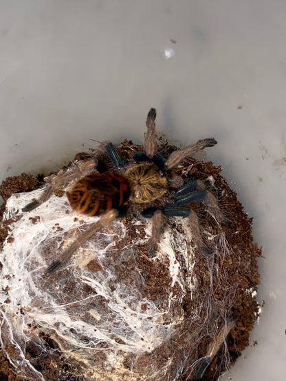 Chromatopelma Cyaneopubescens (Green Bottle Blue)
