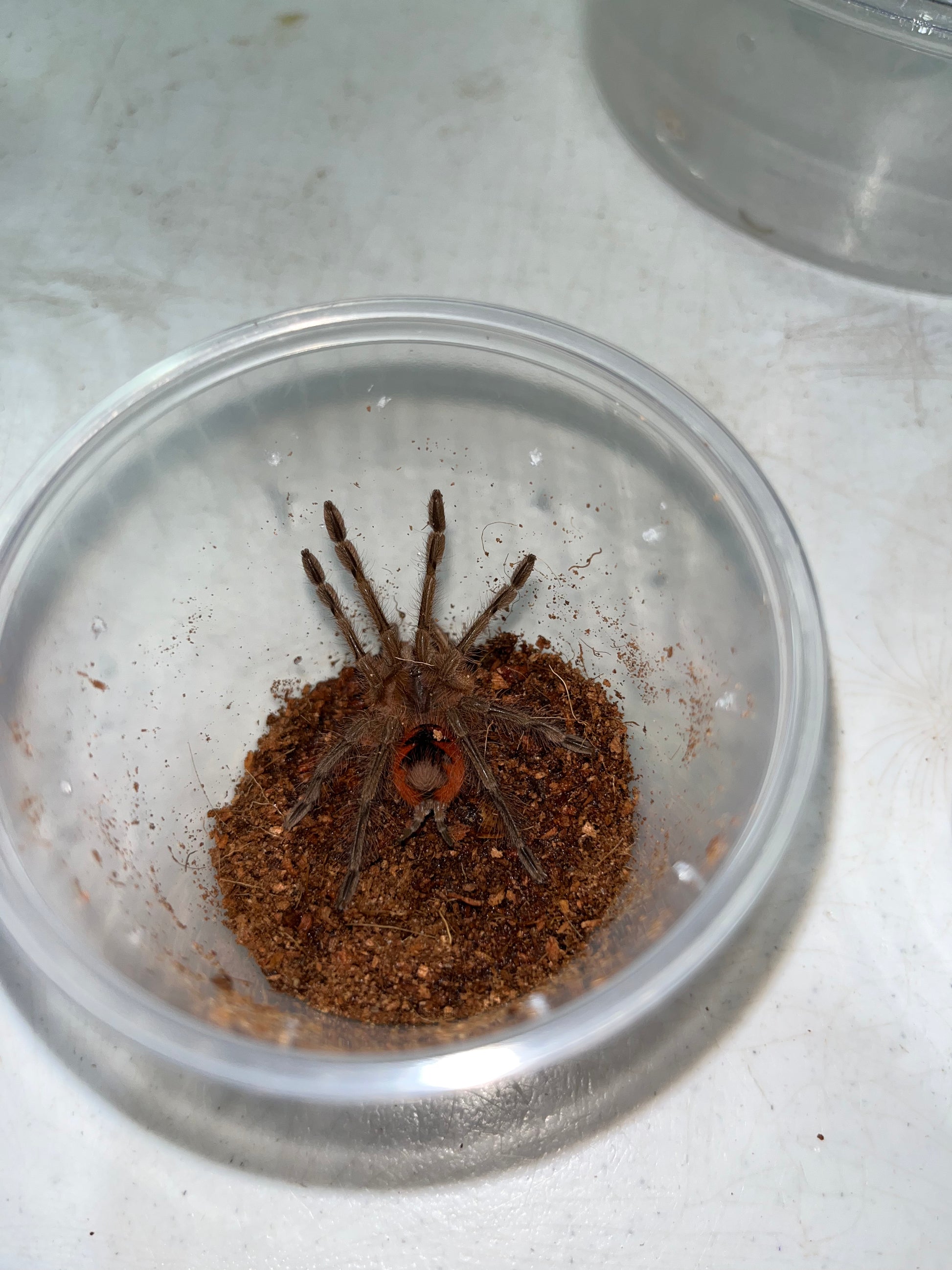 Magn Bug Pamphobeteus sp Magna (Ecuadorian Magna Birdeater) – Franksbuggin661