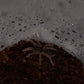 Davus sp Panama (Lava Spider)