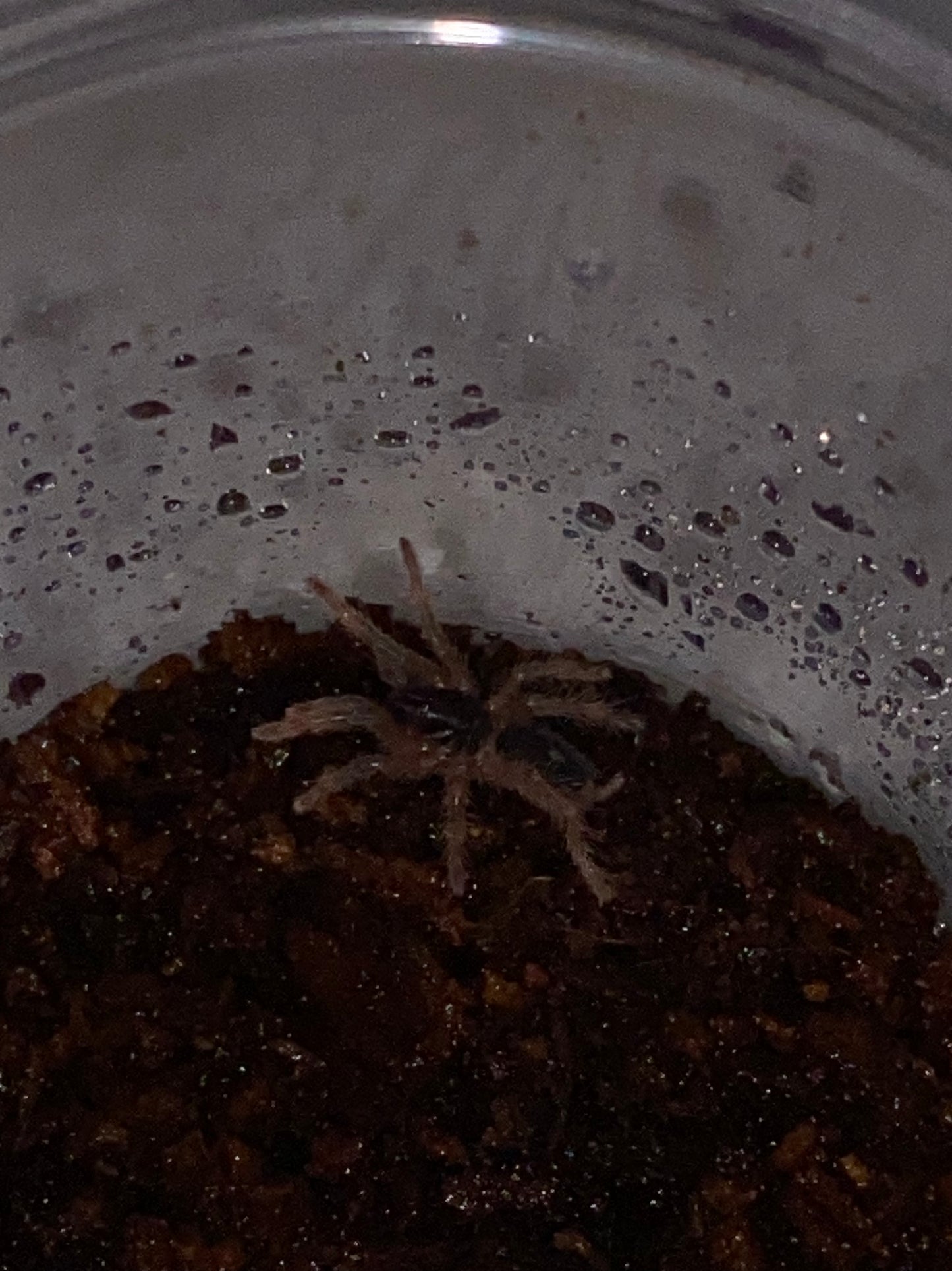 Davus sp Panama (Lava Spider)