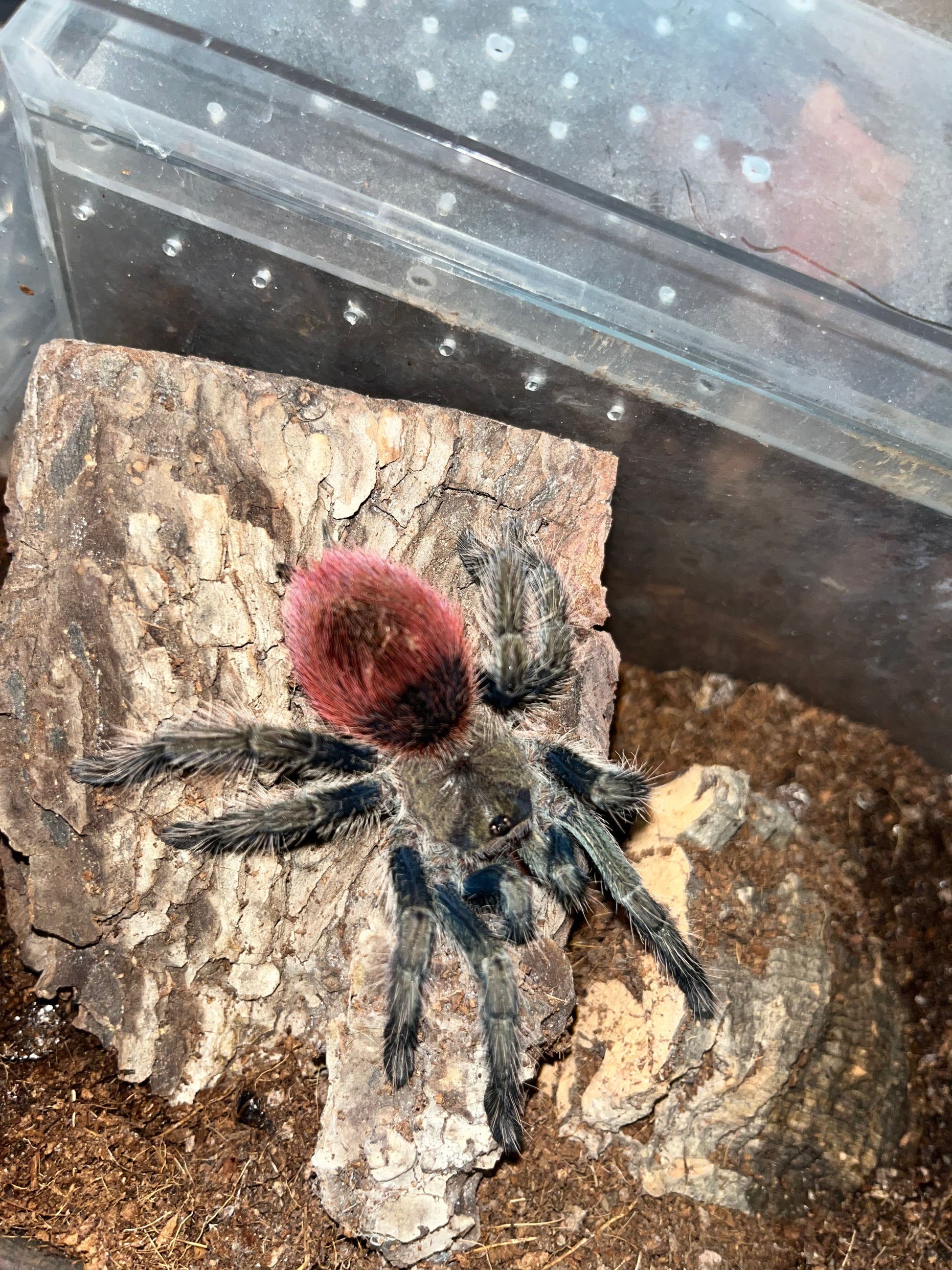 Peruvian Red Rump Thrixopelma Ockerti (Peruvian Flame Rump) .5 in – Franksbuggin661