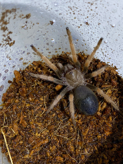 Brachypelma Boehmei (Mexican Fireleg)