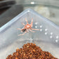 Grammostola Rosea Red (Rose Hair Red Color Form)