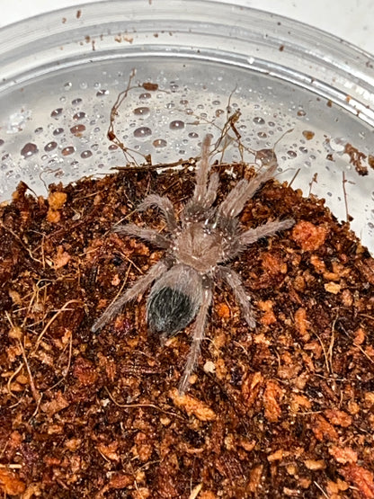 Brachypelma Albiceps (Golden Red Rump)