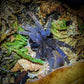 Psednocnemis Brachyramosa (Malaysian Blue Femur)