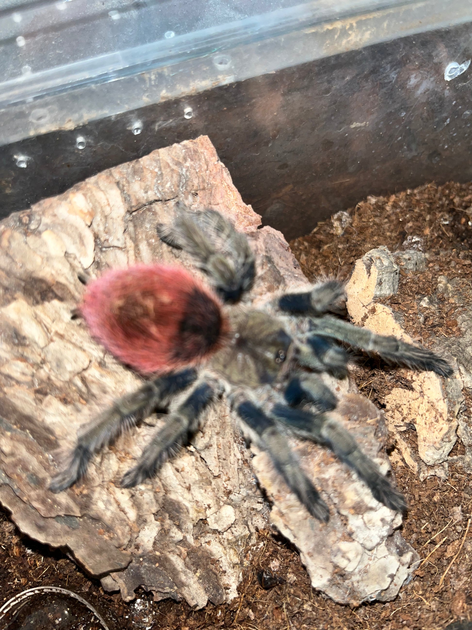 Peruvian Red Rump Thrixopelma Ockerti (Peruvian Flame Rump) .5 in – Franksbuggin661
