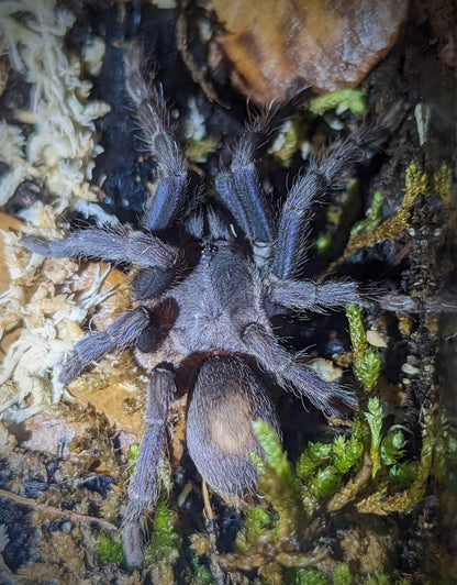 Phlogiellus Johnreylazoi (Palawan Blue)