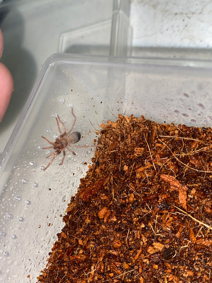 Pseudhapalopus sp Blue (Columbian Blue Dwarf)