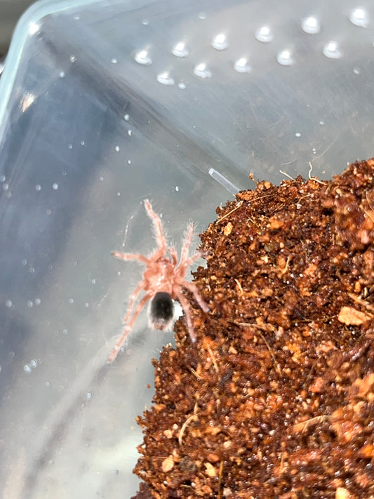 Grammostola Rosea Red (Rose Hair Red Color Form)