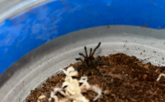 Harpacteria Pulchripes (Golden Blue Leg Baboon) 1 inch