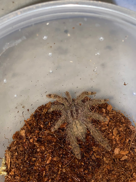 Stromatopelma Calceatum (Feather Leg Baboon)