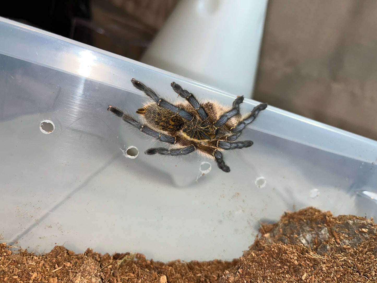 Harpacteria Pulchripes (Golden Blue Leg Baboon) 1 inch