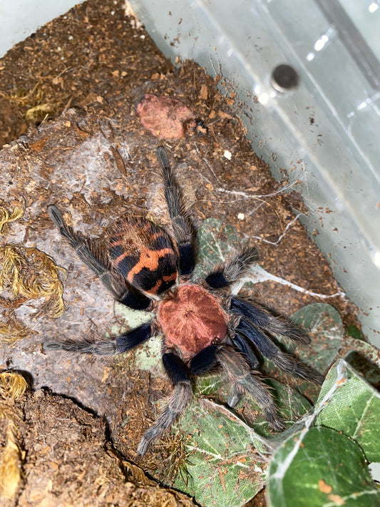 Products – Page 3 – Franksbuggin661