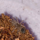 Brachypelma Hamorii (Mexican Redknee)