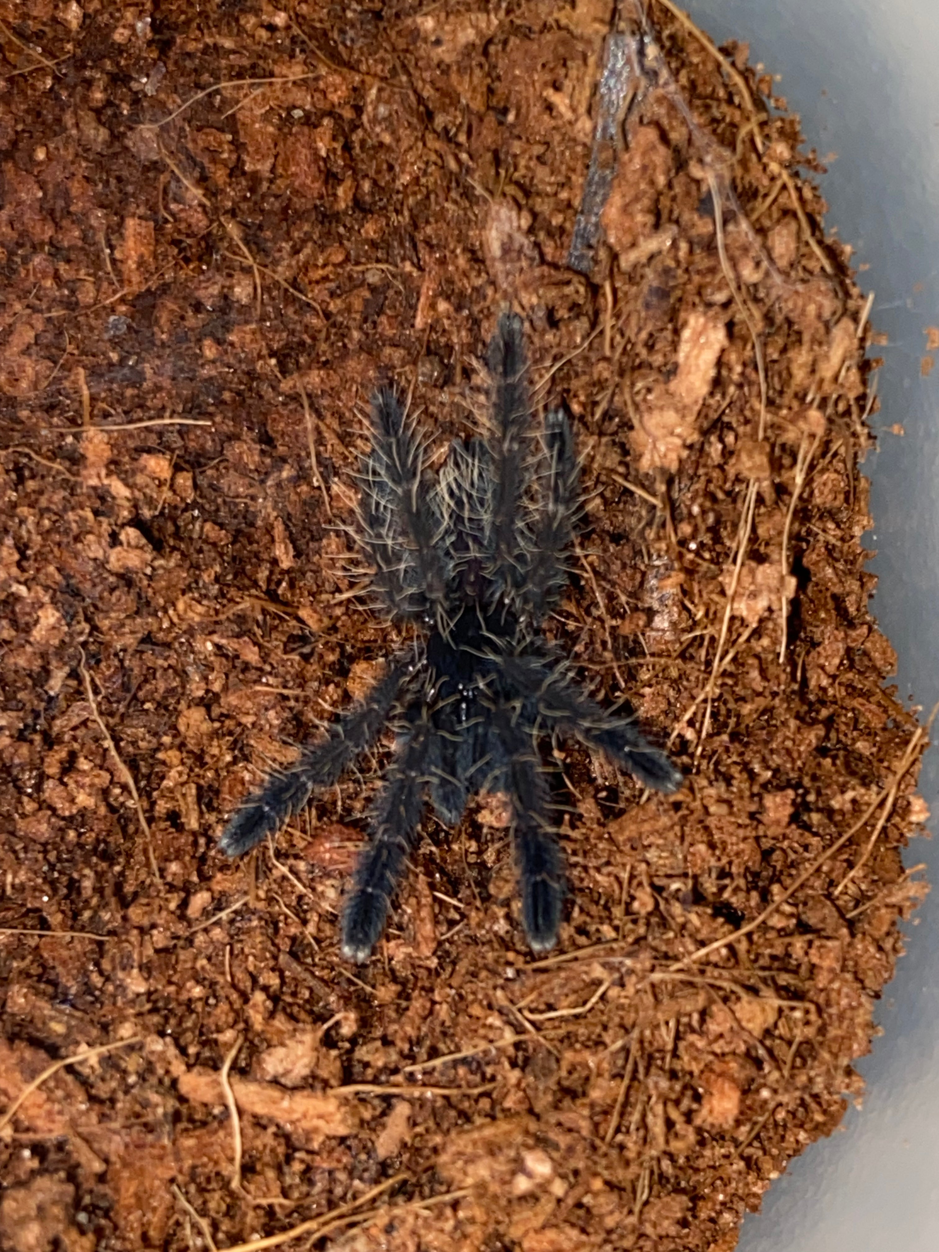 Phormingochilus sp. Rufus (Peach Earth Tiger)