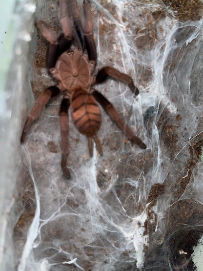 Chilobrachys Fimbriatus (Indian Violet) .5 in