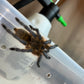 Harpacteria Pulchripes (Golden Blue Leg Baboon) 1 inch