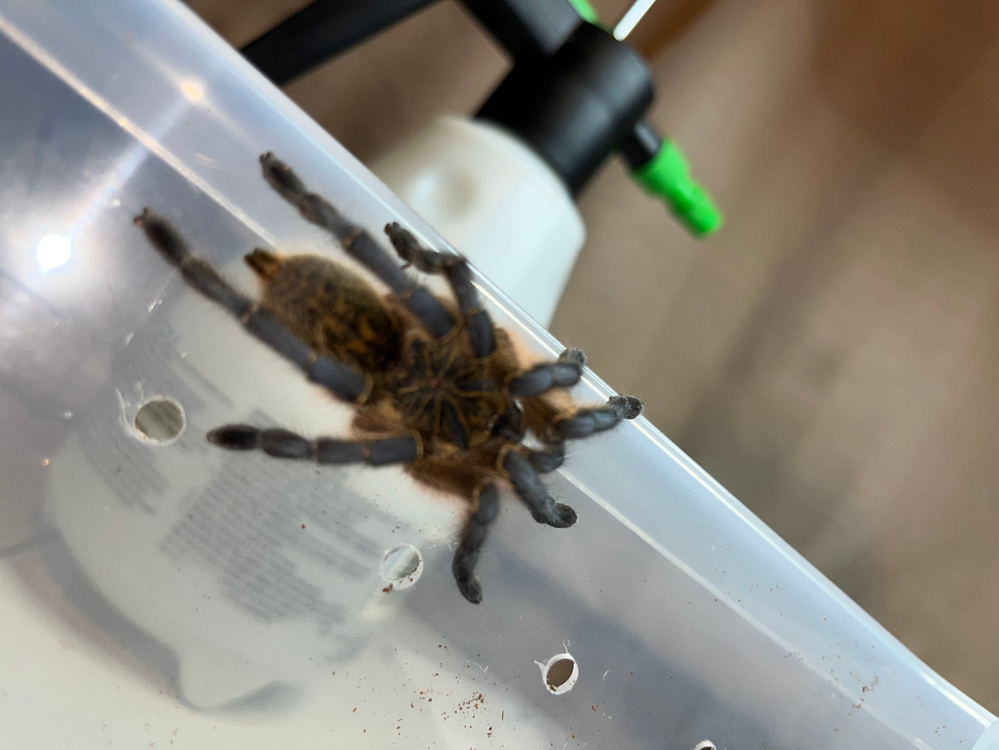 Harpacteria Pulchripes (Golden Blue Leg Baboon) 1 inch